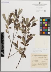 Foto von Salix L.